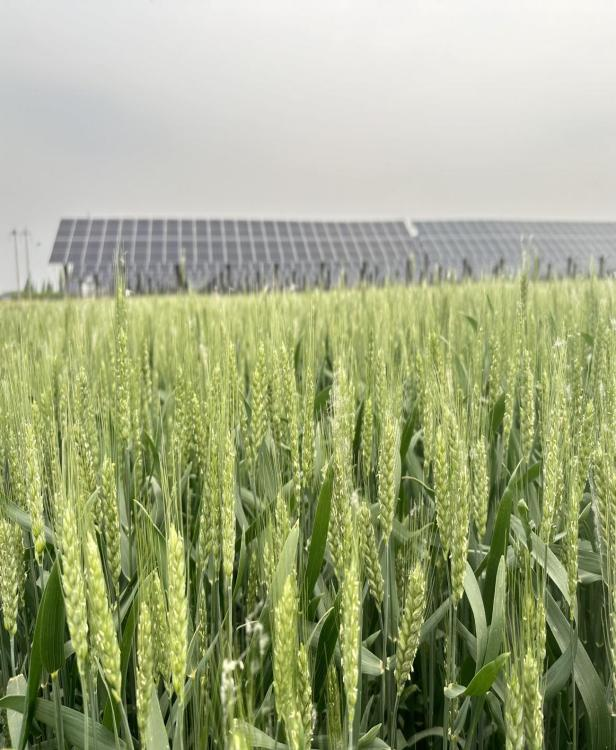 助力雙碳，省水投能源公司引領(lǐng)“光伏富農(nóng)”新業(yè)態(tài)